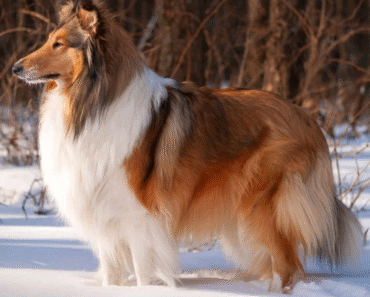 Top 10 Beautiful Dogs In The World You Never Know Top 10 Beautiful Dogs In The World You Never Know